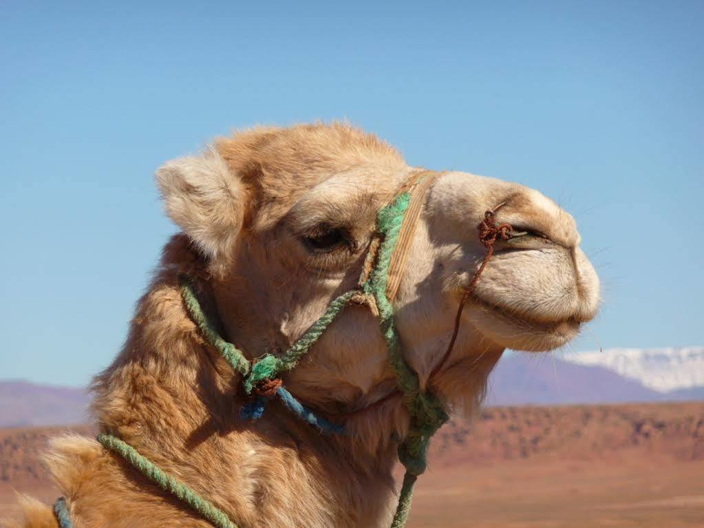 Maison Hassan Merzouga Bagian luar foto